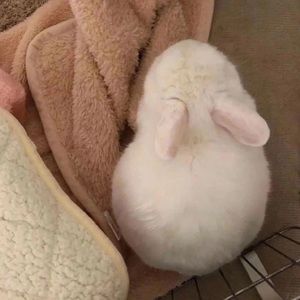 Meet your Posher, Yuheng